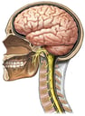Anatomy of the Brain and Cranial Nerves