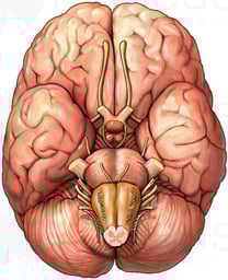 Brain with Cranial Nerves, Inferior View
