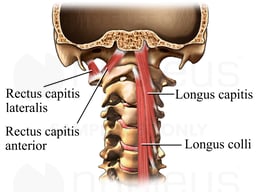 Anterior Cervical Muscles