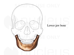 Lower Jaw