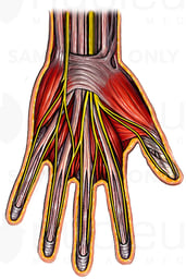 Muscles and Nerves of Hand