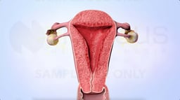 How Does Estrogen Affect the Menstrual Cycle? 