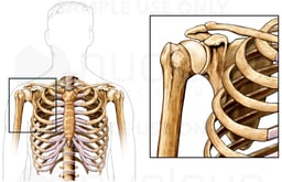 Anatomy of Shoulder Bones