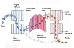 Pulmonary Artery, Vein and Oxygenation in Lungs