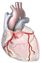 Coronary Arteries of the Heart
