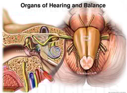 Organs of Hearing and Balance