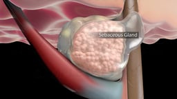 Hair Follicle with Labeled Sebaceous Gland
