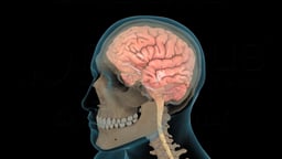 Anatomy and Physiology of the Brain
