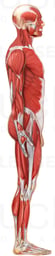 Anatomy of the Muscular System: Lateral View