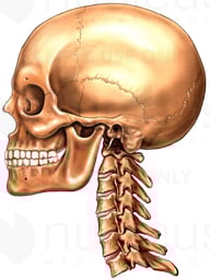 Adult Skull and Cervical Vertebrae, Lateral View