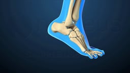 Ankle Bones in Plantarflexion