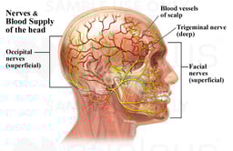 Vasculature and Nerves of the Head