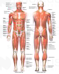 The Muscular System