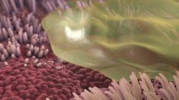 Cilia Sweeping Mucus From Bronchial Tubes in Lungs