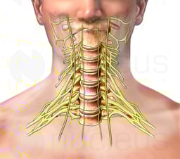 Cervical Spinal Nerves