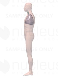 Lateral Male Respiratory System - 3D