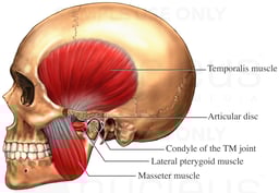Temporomandibular Joint - TMJ