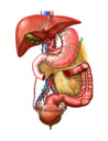 Lymph Nodes of the Abdominal and Pelvic Organs - Female