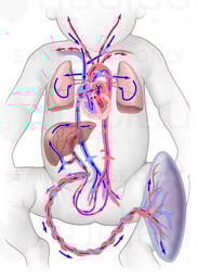 Fetal Circulation and Blood Flow