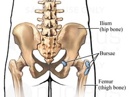Bursae of the Hip: Posterior View