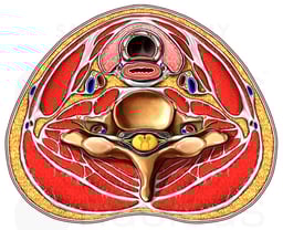 Anatomy of the Cervical (Neck) Region