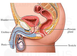 The Prostate Gland