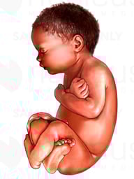 Fetus, Late Third Trimester, Lateral View