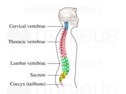 Spinal Column