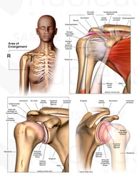 Anatomy of the Shoulder and Rotator Cuff