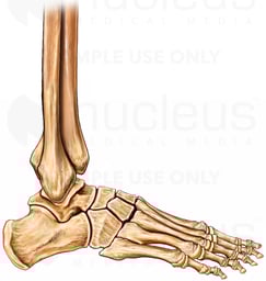 Foot and Ankle Bones, Lateral View