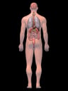 Anatomy of the Digestive, Nervous, and Respiratory System, 3D Posterior Male