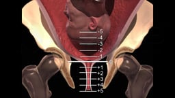 Birth Stations of Presentation (-5 to 5 Positions)