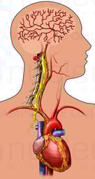 Male Head Outline with Brain and Heart, Anterior View