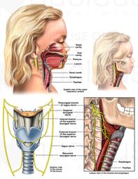 Pharynx, Esophagus and Trachea of a Child