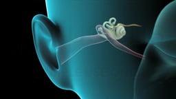 Anatomical View of Ear Structures