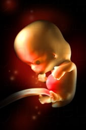 Week 08 in Fetal Development - Head Development