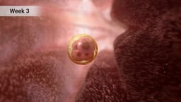 Week 3 Embryo Development in Fallopian Tube