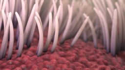 Cilia in Bronchial Tubes in the Lungs