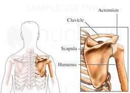 Bones of the Shoulder