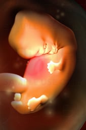 Week 07 in Fetal Development - Tail and Hand Formation