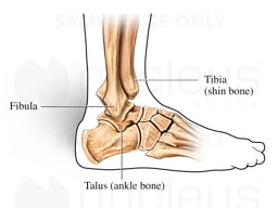 Lateral (Side) View of Ankle Joint