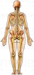 Skeleton and Nerves within Body Outline, Posterior View