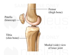 Medial Knee Bones