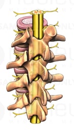 Lumbar Vertebrae with Spinal Cord, Posterior/Lateral View