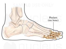 Phalanx of the Toe