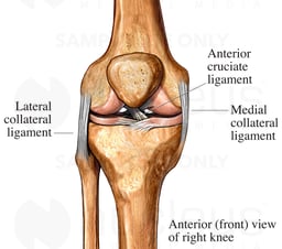 Anterior Knee Ligaments