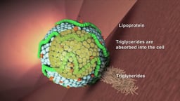 Lipoprotein Delivering Triglycerides to a Cell