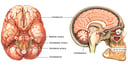 Anatomy of the Brain