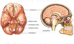 Anatomy of the Brain