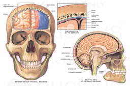 Anatomy of the Brain and Meninges